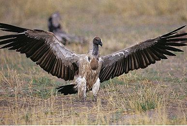 文字冒险游戏《传述之魔女》 将于8月20日在Steam推出